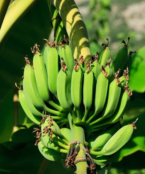 bananas-21686_1280